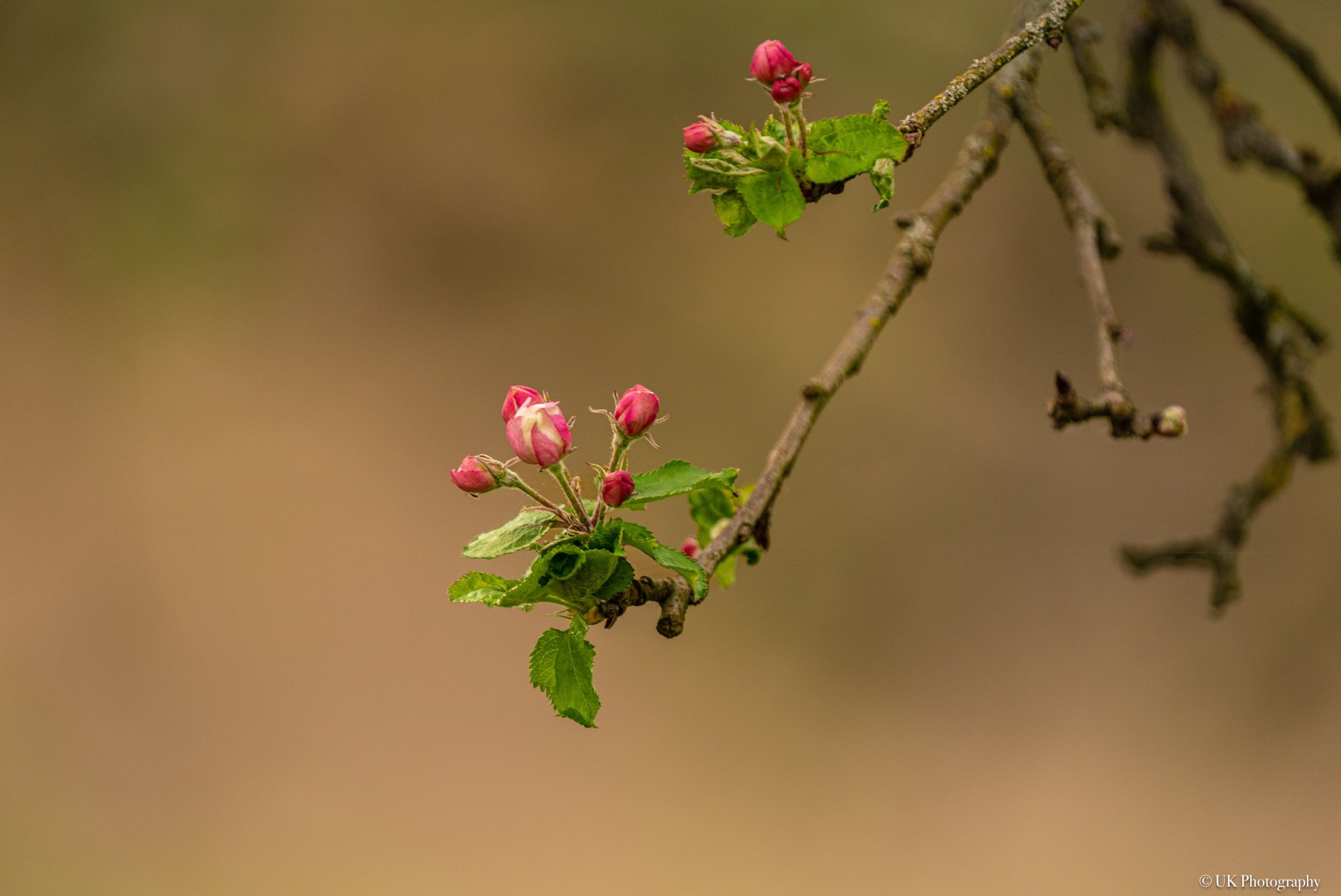 Blüte 1